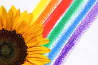 yellow flower illustration